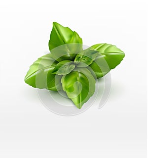 Vector basil leaves isolated on white background