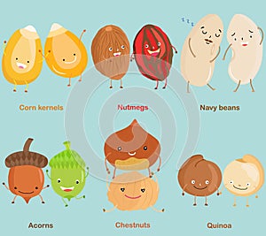 Vector of Bean, Nut, Seed - Corn kernel, Nutmeg, Navy bean, Acorn, Chestnut, Quinoa.