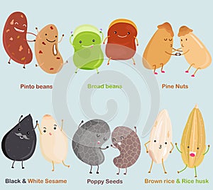 Vector of Bean, Nut, Seed - Pinto bean, Broad bean, Pine Nut, Black White Sesame, Poppy Seed, Brown rice & Rice husk