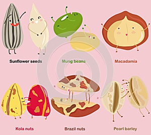 Vector of Bean, Nut, Seed - Sunflower seed, Mung bean, Macadamia, Kola nut, Brazil nut, Pearl barley