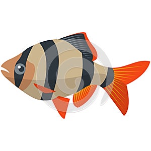 Vector beardless barb fish freshwater species illustration photo