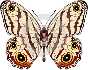 Vector beautiful butterfly illustration for printing