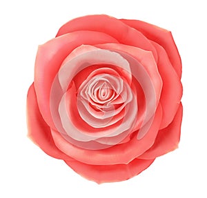 Vector beautiful pink rose floral decorative element.