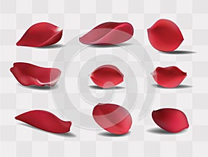 Vector Beautiful red rose petals, on a white background or transparent