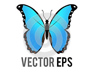 Vector beautiful winged insect butterfly icon with blue and black morpho wings outspread