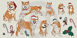 Vector beige shiba inu Christmas dogs elements with santa hats, holly and candy canes. Perfect for greeting card or pet