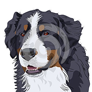 Vector Bernese Mountain Dog breed