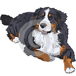 Vector Bernese Mountain Dog breed