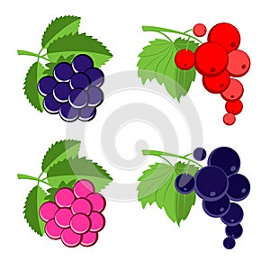 Vector berries