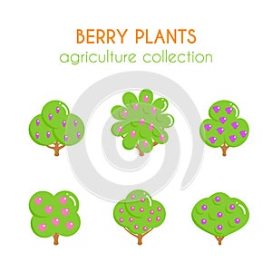 Vector berry bush illustration. Blavkberry plant. Growth of berries. Currant and dogwood designs. Flat argiculture