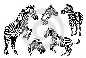 Vector big collection of zebras on white background, zebra jumping,running standing and portrait