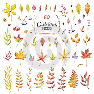 Vector Big Set of red autumn watercolor elements - berries and leaves.. Collection garden, wild foliage and branches