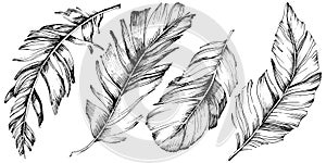 Vector bird feather from wing isolated. Isolated illustration element.