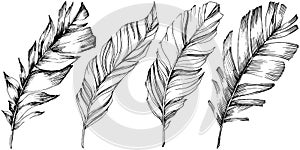 Vector bird feather from wing isolated. Isolated illustration element.