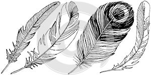 Vector bird feather from wing isolated. Isolated illustration element.