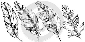 Vector bird feather from wing isolated. Isolated illustration element.