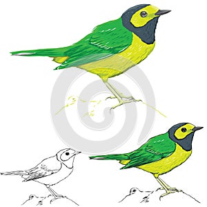 Vector of bird illustration, colorfull