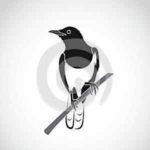 Vector of bird on white background. Oriental Magpie Robin.