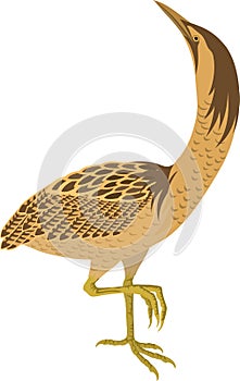 Vector Bittern