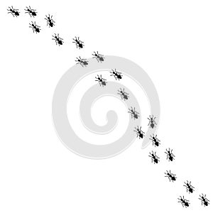 Vector black ants silhouette marching in a line
