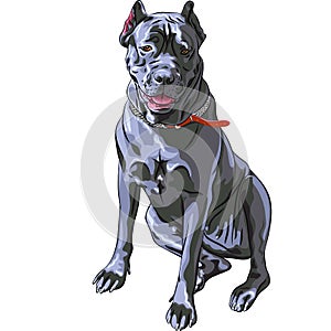 vector Black Cane Corso dog smiling