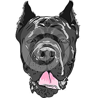 Vector black Cane Corso, Italian breed of dog