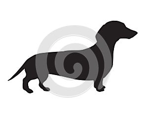 Vector black dachshund dog silhouette