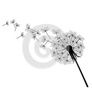 Vector black dandelion silhouette and fluffs on white background