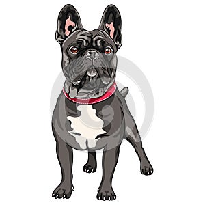 Vector black dog French Bulldog