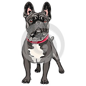 Vector black dog French Bulldog photo