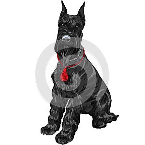 Vector black Giant Schnauzer dog sitting