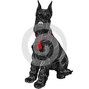 Vector black Giant Schnauzer dog sitting photo