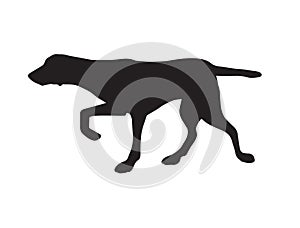 Vector black kurtshaar hunting dog silhouette