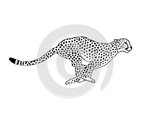 Vector black line hand drawn running cheetah