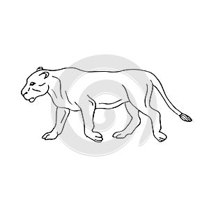 Vector black line hand drawn sketch lioness