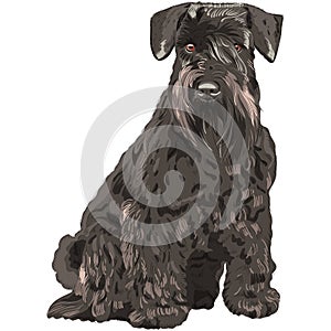 vector Black Miniature Schnauzer dog sitting