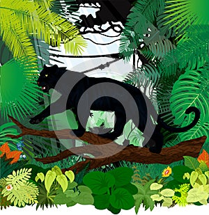 Vector black panther leopard jaguar in jungle rainforest