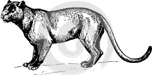 Vector black Panther wild cats illustration
