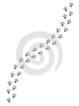 Vector black rat mouse foot print path