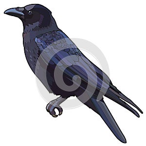 Vector black raven