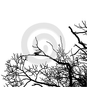 Vector black raven silhouette of a bare tree.