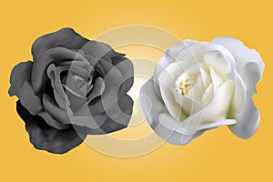 Vector black rose and white rose. real vector of roses.