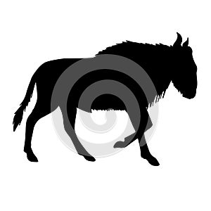 Vector black silhouette of african wildebeest