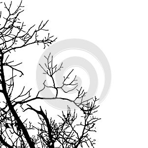 Vector black silhouette of a bare tree.