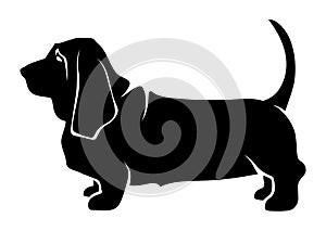 Vector black silhouette of a basset hound dog.
