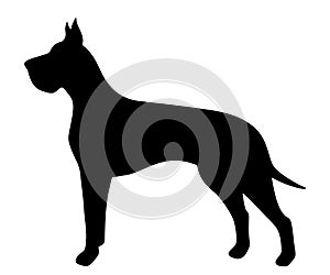 Vector black silhouette of a Great Dane dog.