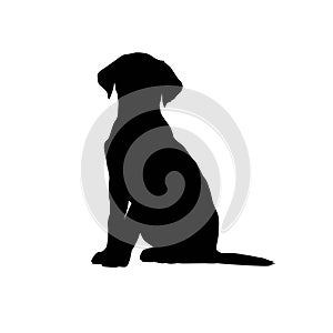 Vector black silhouette of a labrador