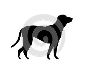 vector black silhouette of a labrador retriever dog isolated on a white background