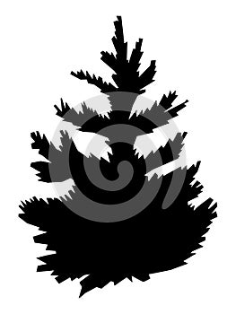 Vector, black silhouette of young spruce