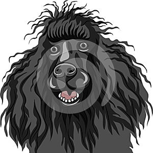 vector Black smiling dog Poodle breed